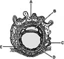 <strong> ________ Cytotrophoblast</strong> A)A B)B C)C D)D E)E