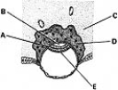 <strong> ________ Site of the decidual reaction</strong> A)A B)B C)C D)D E)E