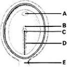 <strong> ________ Gives rise to most of the embryonic mesoderm</strong> A)A B)B C)C D)D E)E