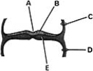 <strong> ________ Embryonic ectoderm</strong> A)A B)B C)C D)D E)E