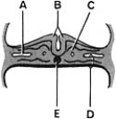 <strong> ________ Derived from paraxial mesoderm</strong> A)A B)B C)C D)D E)E