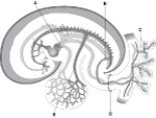 <strong> ________ Umbilical artery</strong> A)A B)B C)C D)D E)E