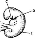 <strong> ________ Gives rise to the mandible</strong> A)A B)B C)C D)D E)E