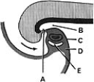 <strong> ______ Separates the amniotic cavity from the foregut</strong> A)A B)B C)C D)D E)E