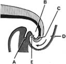 <strong> ______ Separates the amniotic cavity from the hindgut</strong> A)A B)B C)C D)D E)E