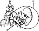<strong>  ________ Vestigial structure</strong> A)A B)B C)C D)D E)E <div style=padding-top: 35px> 