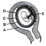 <strong>  ________ Maternal part of placenta</strong> A)A B)B C)C D)D E)E <div style=padding-top: 35px> 