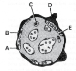 <strong>  ________ Fetal capillary</strong> A)A B)B C)C D)D E)E <div style=padding-top: 35px> 