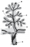 <strong>  ________ Umbilical arteries</strong> A)A B)B C)C D)D E)E <div style=padding-top: 35px> 
