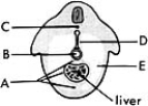 <strong> ________ Dorsal mesogastrium</strong> A)A B)B C)C D)D E)E