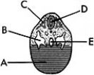 <strong> ________ Future pleural cavity</strong> A)A B)B C)C D)D E)E