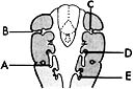 <strong>  ________ Tubotympanic recess</strong> A)A B)B C)C D)D E)E <div style=padding-top: 35px> 