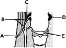 <strong>  ________ Organ derived from the second pharyngeal pouch and mesenchyme</strong> A)A B)B C)C D)D E)E <div style=padding-top: 35px> 