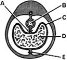 <strong> ________ Embryonic site of hematopoiesis</strong> A)A B)B C)C D)D E)E