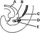 <strong> ________ Urogenital sinus</strong> A)A B)B C)C D)D E)E