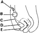 <strong> ________ Short tube derived from urogenital sinus and splanchnic mesenchyme</strong> A)A B)B C)C D)D E)E