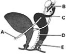 <strong> ________ Derivative of the urogenital sinus</strong> A)A B)B C)C D)D E)E