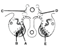 <strong> ________ Primordium of the suprarenal medulla</strong> A)A B)B C)C D)D E)E