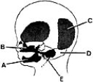 <strong>  ________ Part of the cartilaginous viscerocranium</strong> A)A B)B C)C D)D E)E <div style=padding-top: 35px> 