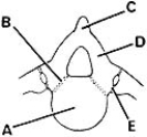 <strong>  ________ Its cartilage is ossified during infancy</strong> A)A B)B C)C D)D E)E <div style=padding-top: 35px> 