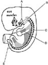 <strong>  ________ Muscles originate from somites</strong> A)A B)B C)C D)D E)E <div style=padding-top: 35px> 