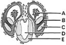 <strong>  ________ Hypothalamus</strong> A)A B)B C)C D)D E)E <div style=padding-top: 35px> 