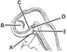 <strong>  ________ Floor of the diencephalon</strong> A)A B)B C)C D)D E)E <div style=padding-top: 35px> 
