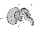<strong>  ________ Neurohypophysial bud</strong> A)A B)B C)C D)D E)E <div style=padding-top: 35px> 