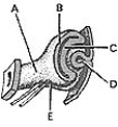 <strong> ________ Retinal fissure</strong> A)A B)B C)C D)D E)E