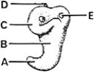 <strong> ________ Absorption focus</strong> A)A B)B C)C D)D E)E