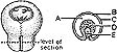 <strong> ________ Hyaloid vessels</strong> A)A B)B C)C D)D E)E