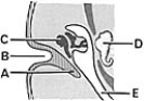 <strong> ________ External acoustic meatus</strong> A)A B)B C)C D)D E)E