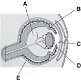 <strong> ________ Cornea</strong> A)A B)B C)C D)D E)E