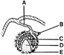 <strong> ________ Part of the enamel organ</strong> A)A B)B C)C D)D E)E