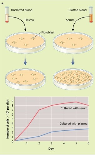 <strong>Review the experiments by Kohler and Lipton described in Figure 9.5. What is the key difference between blood serum and blood plasma that affects their ability to help fibroblasts grow in culture? </strong> A)Serum contains more platelet cells than plasma, and platelet cells promote cell growth. B)Molecules found in serum promote cell growth; these molecules are not found in plasma. C)Plasma contains more platelet cells than serum, and platelet cells inhibit cell growth. D)Molecules found in plasma inhibit cell growth; these molecules are not found in serum.