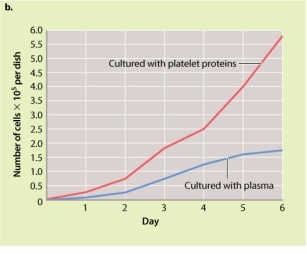 <strong>Review the experiments by Kohler and Lipton described in Figure 9.5. What is the key difference between blood serum and blood plasma that affects their ability to help fibroblasts grow in culture? </strong> A)Serum contains more platelet cells than plasma, and platelet cells promote cell growth. B)Molecules found in serum promote cell growth; these molecules are not found in plasma. C)Plasma contains more platelet cells than serum, and platelet cells inhibit cell growth. D)Molecules found in plasma inhibit cell growth; these molecules are not found in serum.
