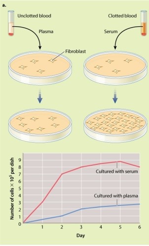 <strong>Based on the data provided in the two graphs shown in Figure 9.5, which method of culturing resulted in the greatest number of fibroblast cells on day 6? </strong> A)fibroblasts cultured with serum B)fibroblasts cultured with platelet proteins C)fibroblasts cultured with plasma D)The same results are obtained whether the fibroblasts are cultured with serum or with platelet proteins.