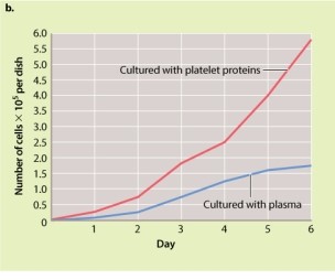 <strong>Based on the data provided in the two graphs shown in Figure 9.5, which method of culturing resulted in the greatest number of fibroblast cells on day 6? </strong> A)fibroblasts cultured with serum B)fibroblasts cultured with platelet proteins C)fibroblasts cultured with plasma D)The same results are obtained whether the fibroblasts are cultured with serum or with platelet proteins.