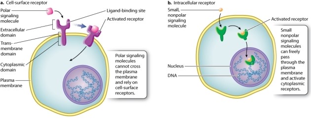 <strong>According to Figure 9.6, what is a key difference between cell signaling by a cell-surface receptor and cell signaling by an intracellular receptor? </strong> A)Cell-surface receptors bind to specific signaling molecules; intracellular receptors bind any signaling molecule. B)Cell-surface receptors typically bind to signaling molecules that are smaller than those bound by intracellular receptors. C)Cell-surface receptors bind polar signaling molecules; intracellular receptors bind nonpolar signaling molecules. D)Signaling molecules that bind to cell-surface receptors lead to cellular responses restricted to the cytoplasm; signaling molecules that bind to intracellular receptors lead to cellular responses restricted to the nucleus. E)None of the other answer options is correct.