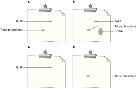 Review the experiment illustrated in Fig. 8.6. Based on the result of Experiment #2 and on what you know about photosynthesis, draw the 2D chromatography pattern that would be observed if the cells treated with <sup>14</sup>CO<sub>2</sub> had been allowed to remain in culture for a longer period of time before they were put in the boiling alcohol. Label the dot(s) appropriately on your drawing using the labels in Fig. 8.6 as a reference.
