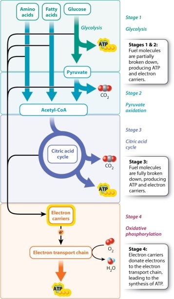 <strong>Consulting Figure 7.3 if necessary, during which stage(s) of cellular respiration is carbon dioxide released? </strong> A)stage 1 only B)stages 1 and 2 C)stages 2 and 3 D)stage 3 only E)stages 3 and 4