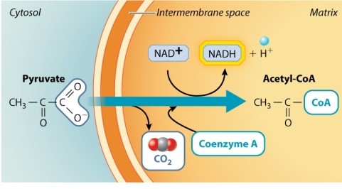 <strong>In the reaction in the diagram below, pyruvate is converted to acetyl-CoA. Which if any of the following statements concerning this reaction is TRUE? </strong> A)CO<sub>2 </sub>is the most oxidized and therefore least energetic form of carbon. B)NAD<sup>+</sup> is more reduced than NADH. C)NAD<sup>+</sup> is an oxidizing agent. D)This is not an oxidation/reduction reaction; that is, no electrons have moved. E)This reaction harnesses the last of the remaining potential energy from glucose.