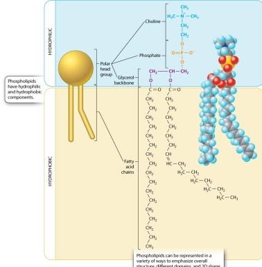 <strong>Figure 5.2 shows a common biological phospholipid called phosphatidyl choline. Which of the following is NOT a component of phosphatidyl choline? </strong> A)glycerol B)choline C)phosphate D)three fatty acids E)None of the answer options is correct.
