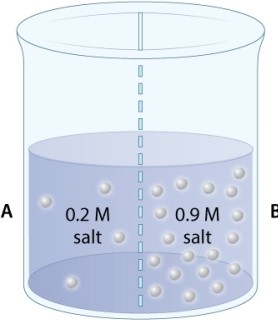 <strong>The beaker in the illustration below contains two solutions of salt with different concentrations (measured by molarity, M). The two solutions are separated by a membrane that is permeable to both salt and water. Which of the following will occur in this container?</strong> A)Net diffusion of water from B to A and of salt from A to B. B)Net diffusion of water from A to B and of salt from B to A. C)Net diffusion of water across the membrane, but not of salt. D)Diffusion of salt across the membrane, but not of water. E)Net diffusion of salt from B to A, but no net diffusion of water.