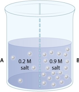 <strong>The beaker in the illustration below contains two solutions of salt with different concentrations (measured by molarity, M). The two solutions are separated by a membrane that is permeable to both salt and water. Which of the following will occur in this container?</strong> A)Diffusion of water from B to A and of salt from A to B. B)Net diffusion of water across the membrane, but not of salt. C)Diffusion of salt across the membrane, but not of water. D)Net diffusion of salt from B to A, but no net diffusion of water.