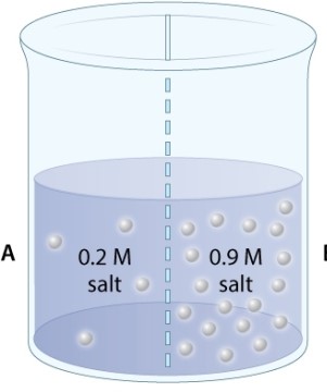 <strong>A beaker contains two solutions of salt dissolved in water. The two solutions have different concentrations (measured by molarity, M) and are separated by a membrane that is permeable to both salt and water. Which of the following statements is TRUE?</strong> A)There will be a net movement of salt from side A to side B B)There will be a net movement of salt, but net movement of water will not occur. C)There is more water in side A than there is in side B.