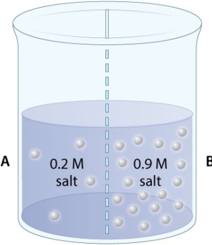 <strong>A beaker contains two solutions of salt dissolved in water. The two solutions have different concentrations (measured by molarity, M) and are separated by a membrane that is permeable to both salt and water. Which of the following statements is TRUE?</strong> A)Side A is hypotonic relative to side B. B)Side A is isotonic relative to side B. C)Side A is hypertonic relative to side B.