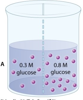 <strong>A beaker contains two solutions of glucose dissolved in water. The two solutions have different concentrations (measured by molarity, M) and are separated by a membrane that is permeable to water, but not to glucose. Which of the following statements is TRUE?</strong> A)There will be net movement of glucose from B to A. B)The volume will increase in side B of the beaker. C)There will be net movement of water from B to A. D)The system will not reach equilibrium.