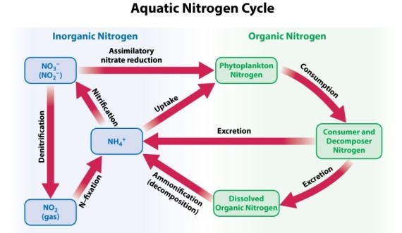 <strong>Consider the following representation of the marine nitrogen cycle: NH<sub>4</sub><sup>+</sup> (ammonium ion) plays an important role in the nitrogen cycle, and is excreted by many aquatic organisms. Why is the fixation of atmospheric nitrogen necessary if there is a readily available source of biologically usable nitrogen already present in aquatic biomes?</strong> A)Atmospheric nitrogen serves as a reservoir to be converted when other forms of nitrogen have been depleted from an area. B)Ammonium ions will eventually be oxidized to nitrogen gas (N<sub>2</sub>)that will be returned to the atmosphere. C)Nitrogen still must be fixed from the atmosphere so that global climate doesn't change. D)Nitrogen must be fixed so that terrestrial plants can utilize it for growth.