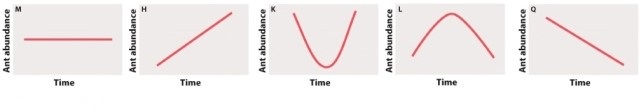 <strong>Aphids can feed in the leafy treetops (or tree canopies). Ants are usually not abundant in the tree canopies unless aphids are also present. You introduce aphids to an area of the tree canopy and survey the abundance of ants over time. Which of the plots below represents your expected trend in ant abundance?  </strong> A)graph M B)graph H C)graph K D)graph L E)graph Q <div style=padding-top: 35px> 